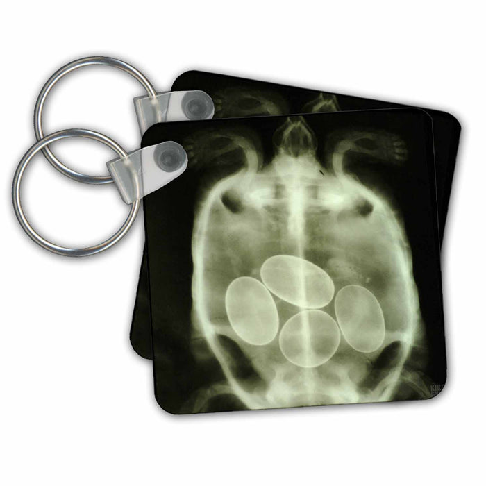 Key Chain - X-Ray of a turtle with eggs Animals