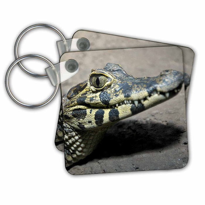 Key Chain - Baby alligator Animals