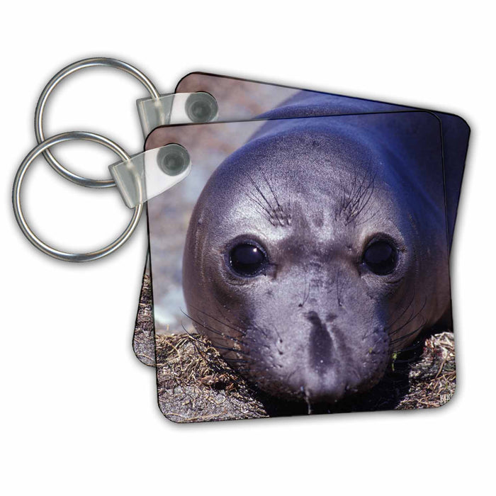 Key Chain - Northern elephant seal calf, Mirounga angustirostris, San Benito Islands, Baja California, Mexico Animals