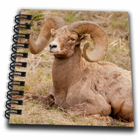 3dRose Yellowstone NP, WY, USA. Bighorn sheep ram resting. - Drawing Books (db_333308)