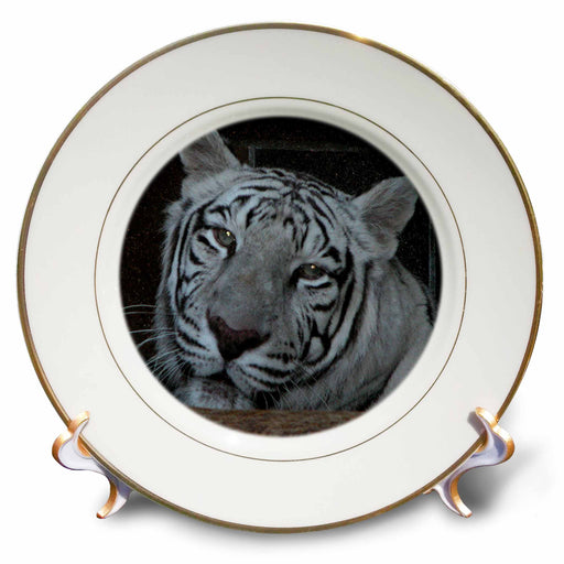 image of 8 inch Porcelain Plate