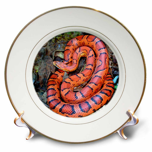 image of 8 inch Porcelain Plate