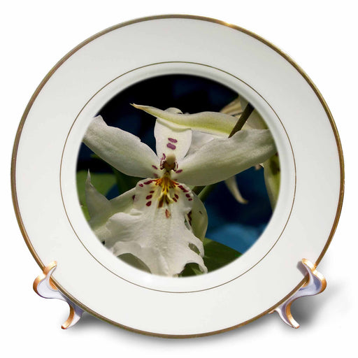 image of 8 inch Porcelain Plate