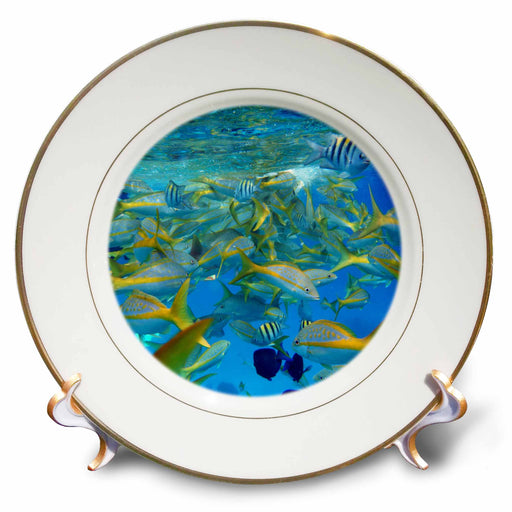 image of 8 inch Porcelain Plate