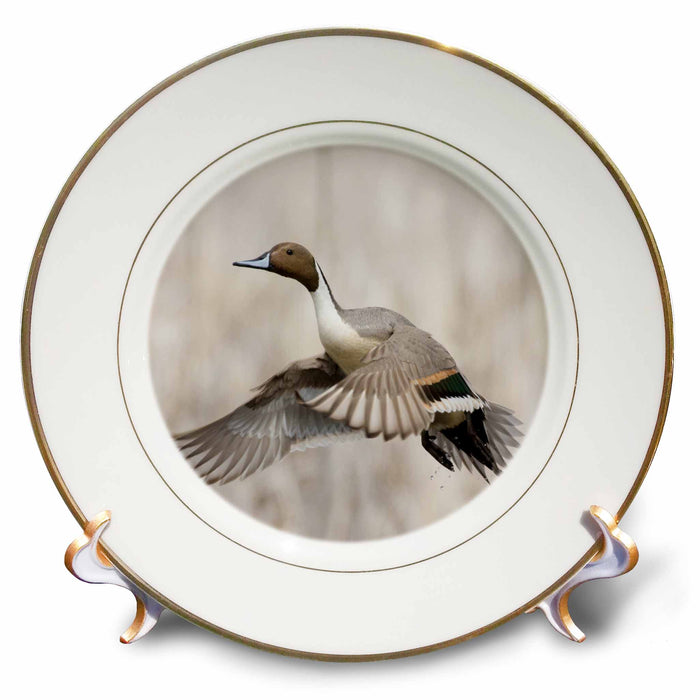 image of 8 inch Porcelain Plate