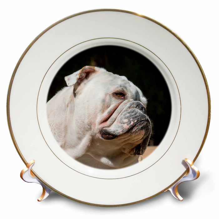 image of 8 inch Porcelain Plate