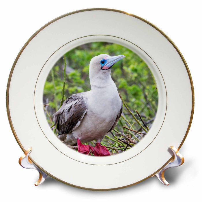 image of 8 inch Porcelain Plate