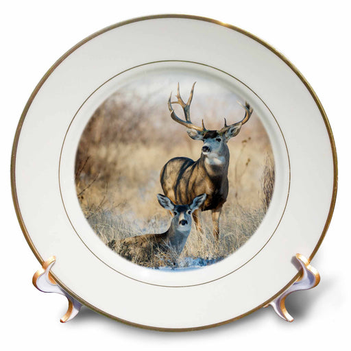 image of 8 inch Porcelain Plate