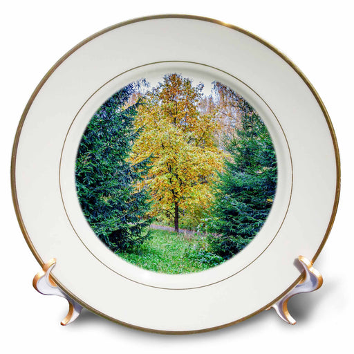 image of 8 inch Porcelain Plate