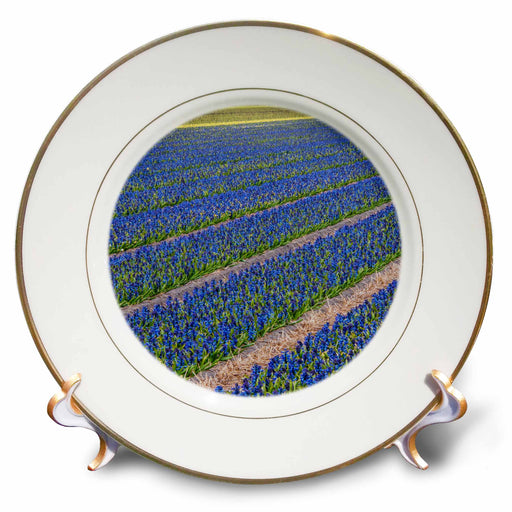 image of 8 inch Porcelain Plate