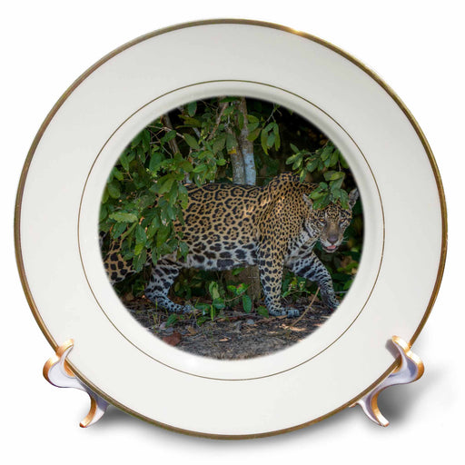 image of 8 inch Porcelain Plate