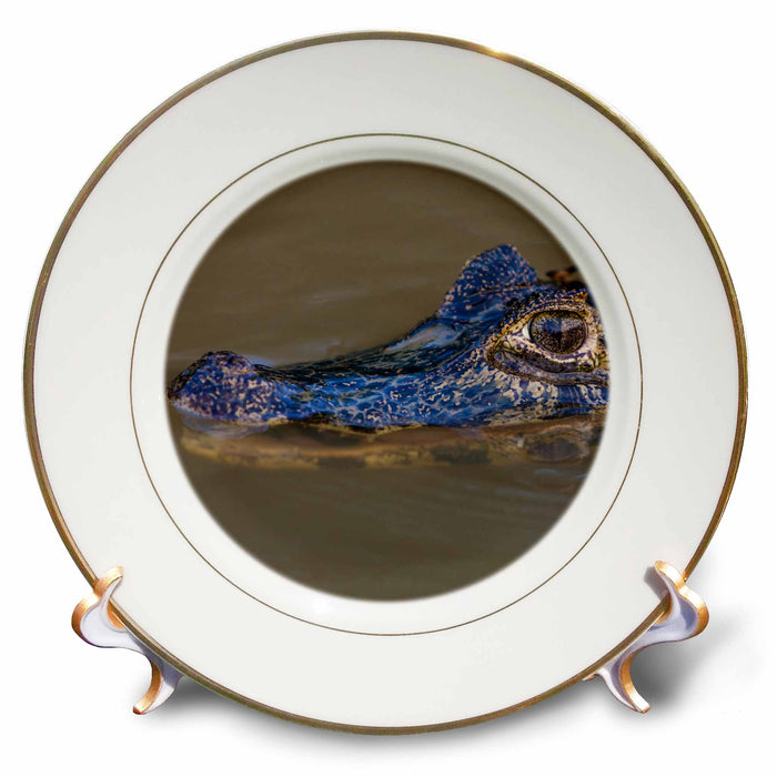 image of 8 inch Porcelain Plate