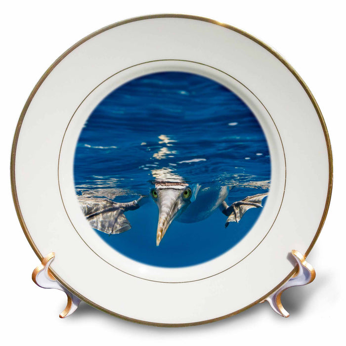 image of 8 inch Porcelain Plate