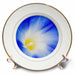 image of 8 inch Porcelain Plate