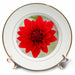 image of 8 inch Porcelain Plate