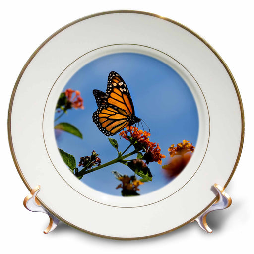 image of 8 inch Porcelain Plate