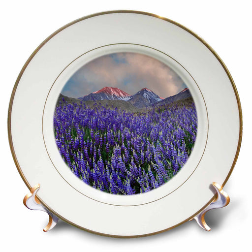 image of 8 inch Porcelain Plate