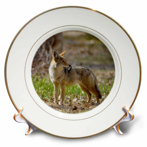 image of 8 inch Porcelain Plate