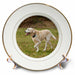 image of 8 inch Porcelain Plate