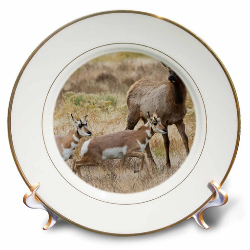 image of 8 inch Porcelain Plate