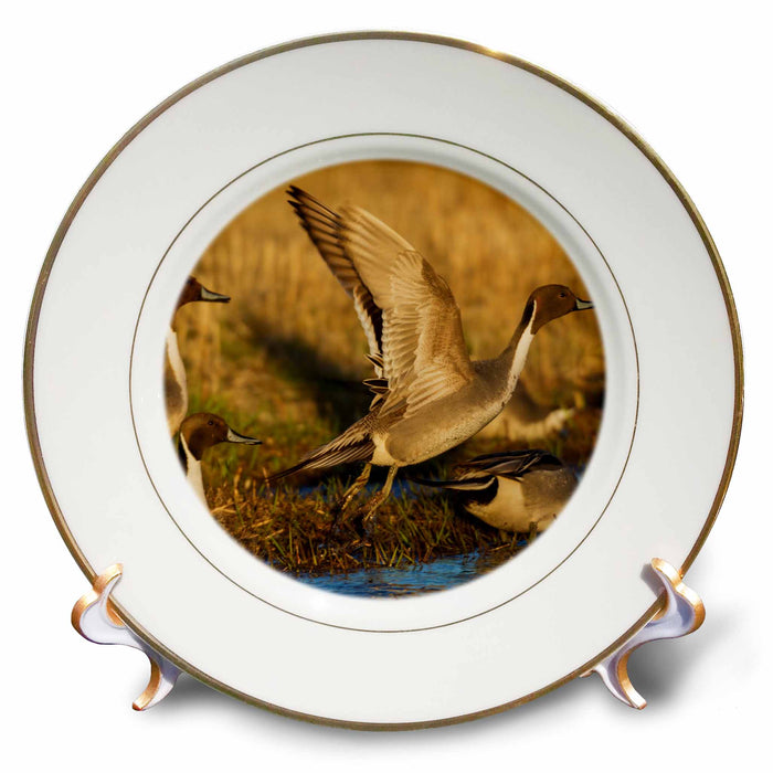 image of 8 inch Porcelain Plate