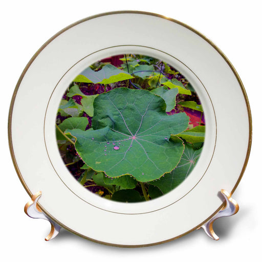 image of 8 inch Porcelain Plate