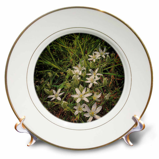 image of 8 inch Porcelain Plate