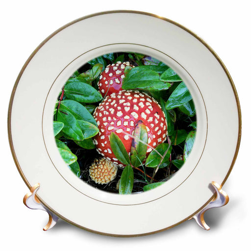 image of 8 inch Porcelain Plate