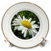 image of 8 inch Porcelain Plate