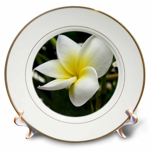 image of 8 inch Porcelain Plate