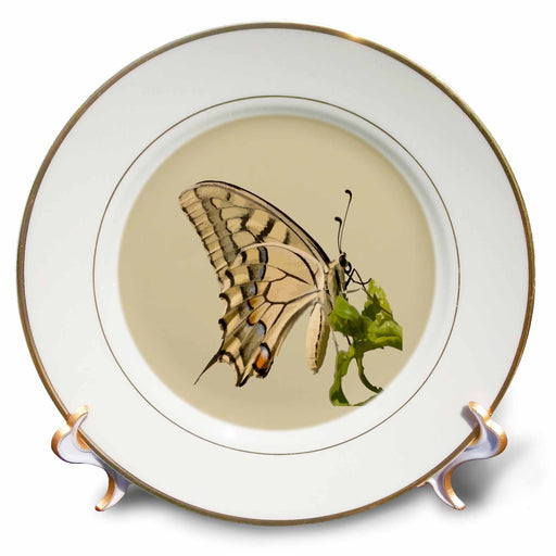 image of 8 inch Porcelain Plate