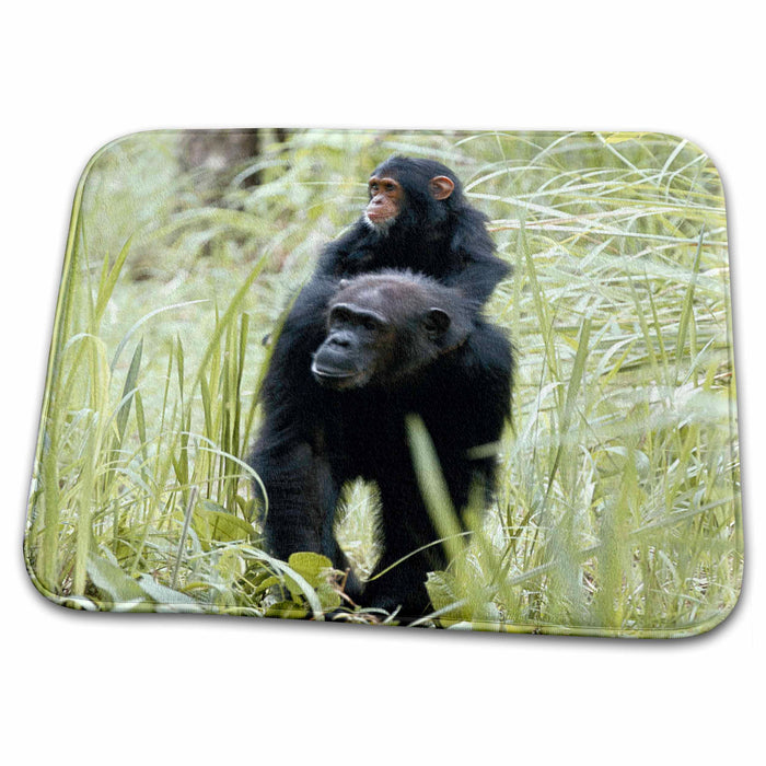 Dish Drying Mat - Tanzania, Gombe Stream NP, Mother chimp her offsping a piggyback ride. Primates