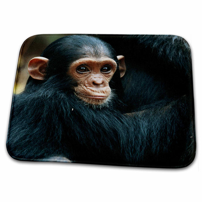 Dish Drying Mat - Tanzania, Chimpanzee family resting at Gombe Stream National Park. Primates