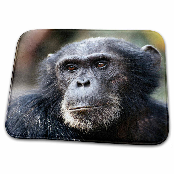 Dish Drying Mat - Tanzania, Gombe Stream National Park, Close-up of male Chimpanzee. Primates