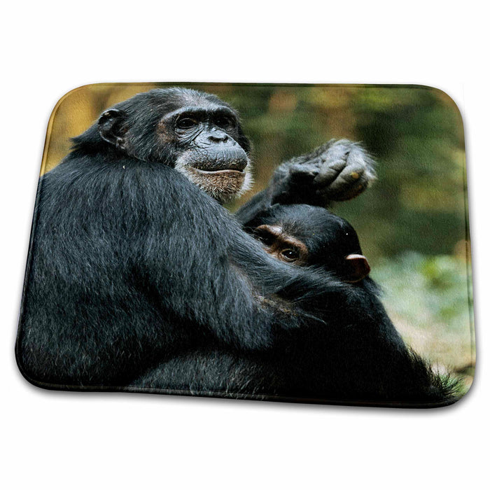 Dish Drying Mat - Tanzania, Chimpanzee female and son sitting at Gombe Stream NP. Primates