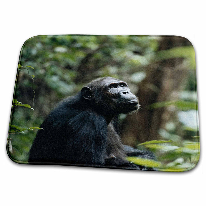 Dish Drying Mat - Tanzania, Gombe Stream National Park, Female chimpanzee. Primates