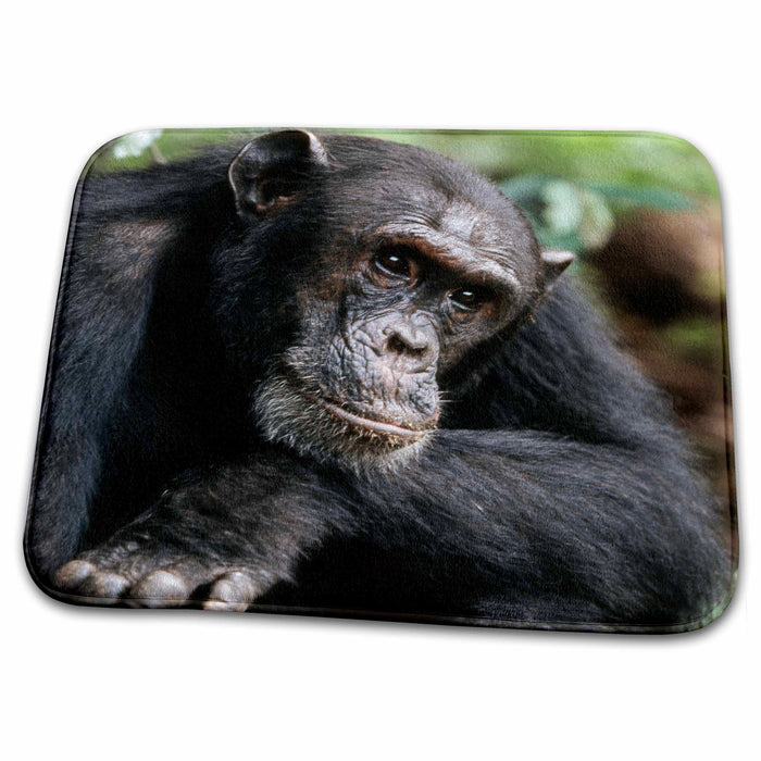 Dish Drying Mat - Tanzania, Gombe Stream National Park, Male chimpanzee. Primates