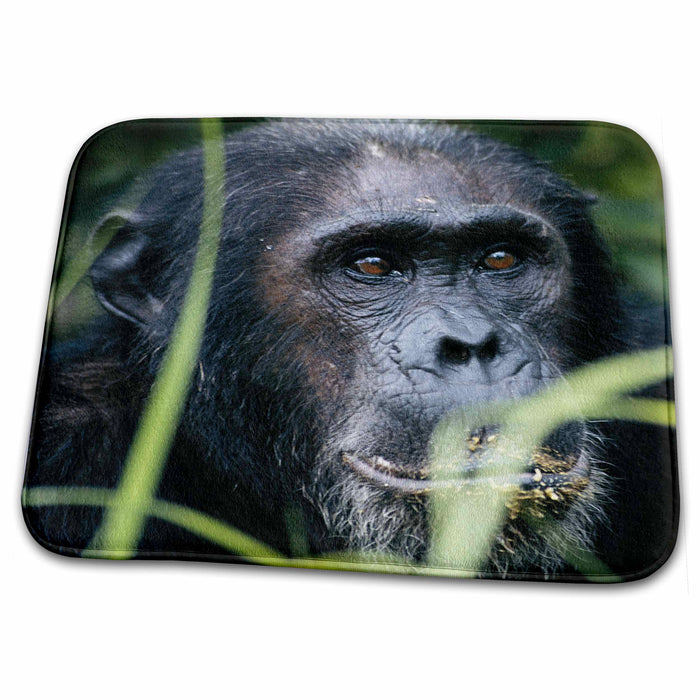 Dish Drying Mat - Tanzania - Male chimpanzee. Primates