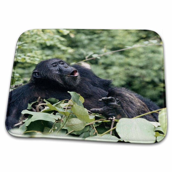 Dish Drying Mat - Tanzania, Gombe Stream NP, Male chimpanzee sitting on tree. Primates