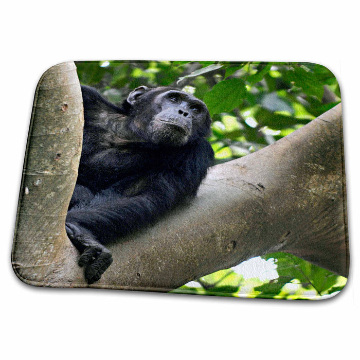 Dish Drying Mat - View of Chimpanzee in tree, Mahale Mountains NP, Tanzania. Primates