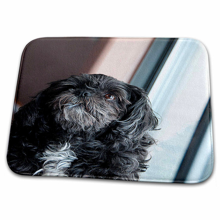 Dish Drying Mat - Beautiful Furry Black and White Pet Dog Sitting in Window Looking Upward Realistic