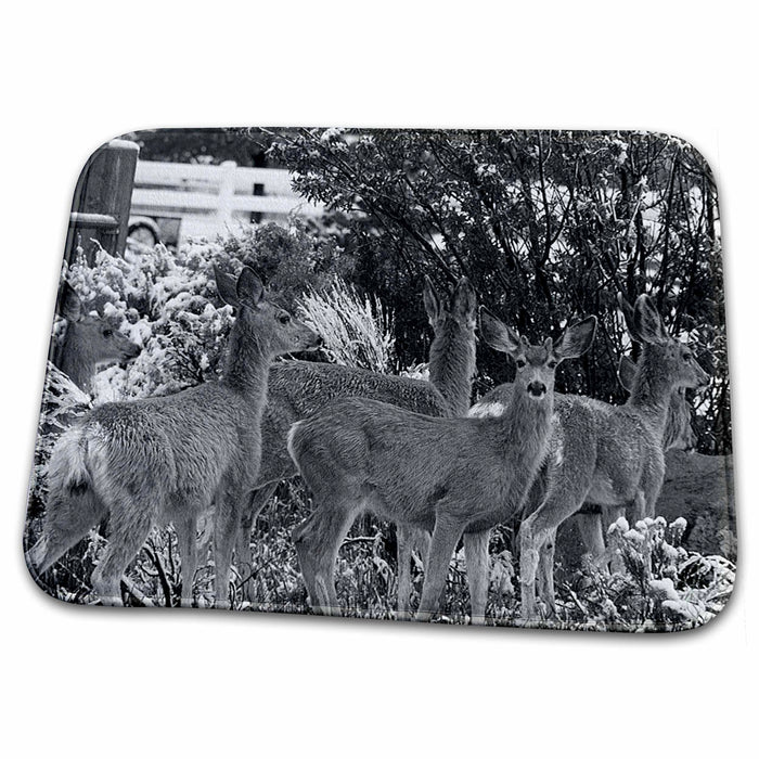 Dish Drying Mat - Six Deer In Yard In Pine Valley, Utah Done in Black and White Finish Realistic