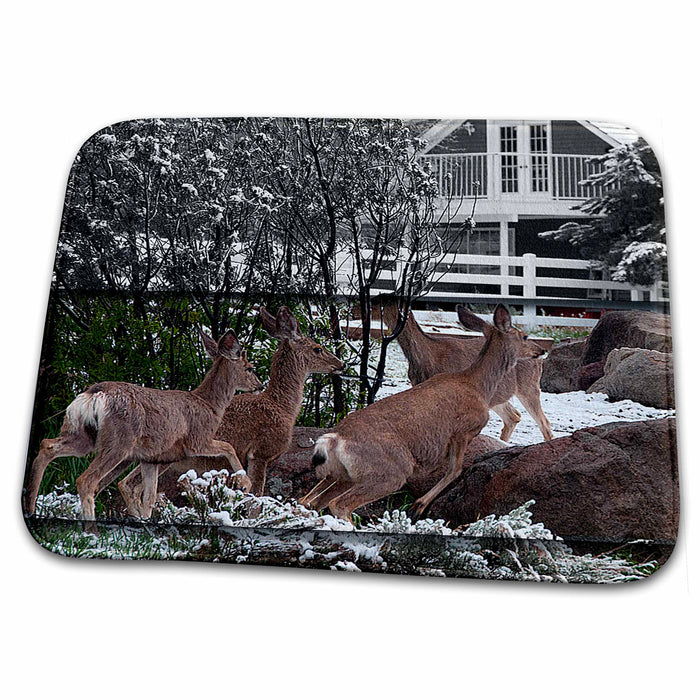 Dish Drying Mat - Four Deer Taking Turns Jumping Over Big Rock in Yard in Pine Valley, Utah Realistic