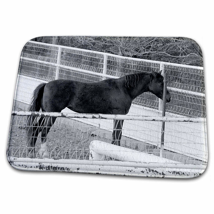 Dish Drying Mat - Black and White of Beautiful Horse With White Stripe on Its Face Inside Fenced in Yard in Central Realistic