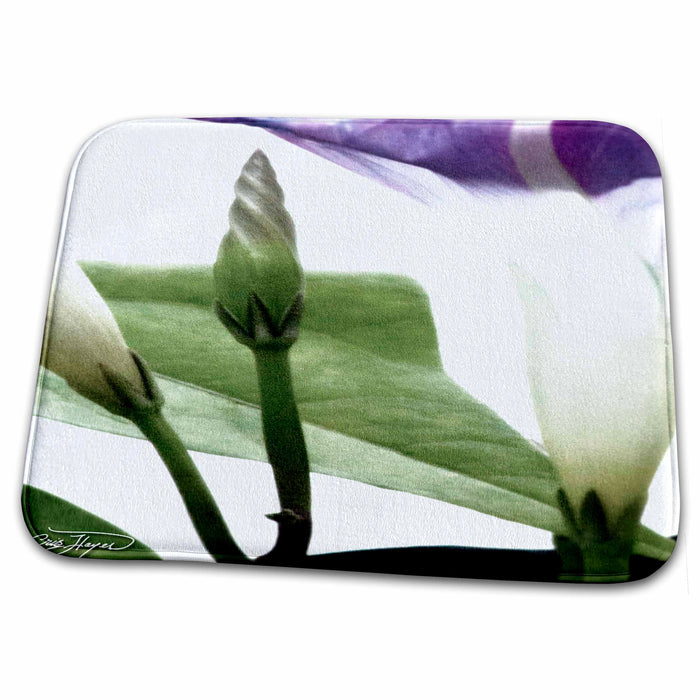 Dish Drying Mat - Birth of the Purple Morning Glory Flower Flowers