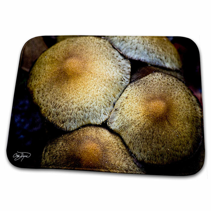 Dish Drying Mat - Mushrooms in the shadows Nature