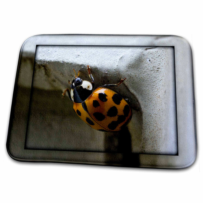 Dish Drying Mat - The Art of Posing - Lady Bug Camera Hug Nature