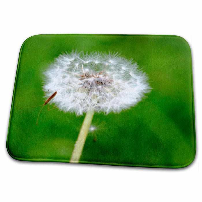 Dish Drying Mat - Wishing - Dandelion Flower - Floral Photography Sanders Flowers