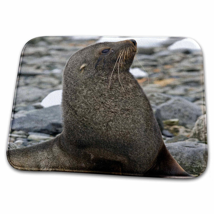 Dish Drying Mat - Antarctica, Cuverville Island, Antarctic fur seal-AN02 MDE0091 - Michael DeFreitas Seals