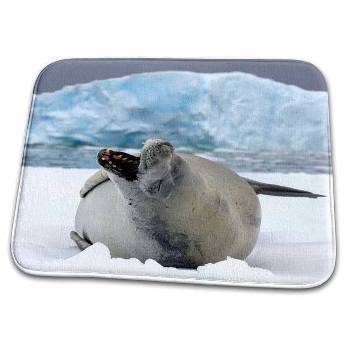 Dish Drying Mat - Crabeater seal, saltwater pan of sea ice, Antarctica-AN02 SKA0368 - Steve Kazlowski Seals